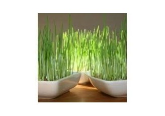 Sainte Lucie : le 13 décembre, jour où la crèche provençale s'illumine